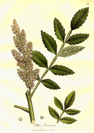 سماق سیسیلی - معرفی درختان میوه